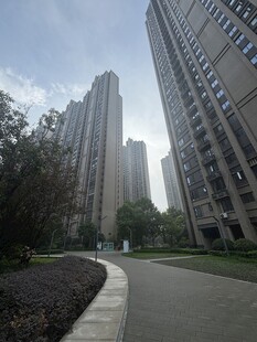 城市高楼旁的林荫道路