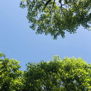 仰视绿树蓝天美景