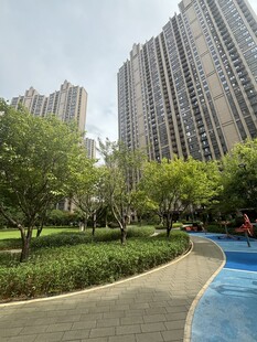 城市中的绿植与高层景观