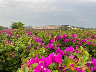 绚烂三角梅花海美景