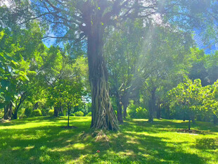 阳光照耀下的绿意盎然树林
