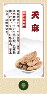 中药材 天麻