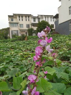 田园中绽放的艳丽花朵