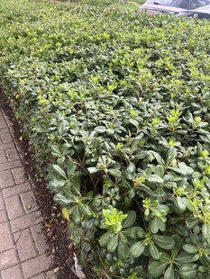 整齐排列的绿色植物