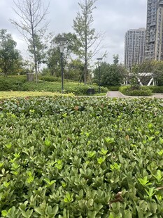 城市中的绿植景观