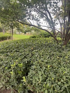 繁茂绿植景观
