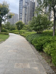 城市中的静谧林荫小径