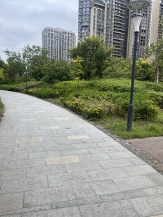 城市中的静谧林荫步道