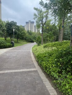 城市中的静谧林荫步道