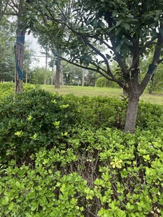 绿意盎然的户外植物景观