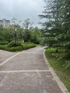 城市中的幽静林荫步道