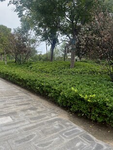 林荫小径旁的翠绿灌木丛