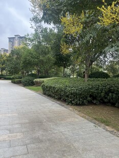城市中的静谧林荫小道