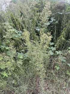 野外繁茂的绿色植物景观