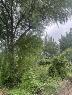 野外繁茂绿植与树木景象