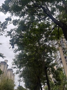 城市中高大葱郁的树木
