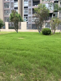 小区内的翠绿草坪景观