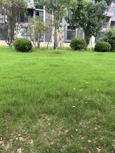 绿意盎然的小区草坪景观