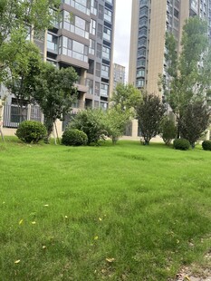 小区内的翠绿草坪景观