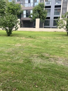 户外草坪与绿植景观