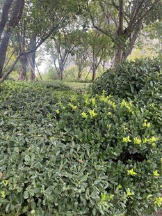 林间繁茂绿植与黄色小花