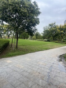 雨后公园石板路绿意景致