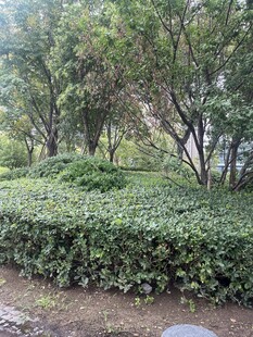 绿意盎然的园林灌木丛