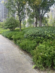 城市林荫小道绿植景观