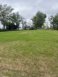 户外开阔草地风景