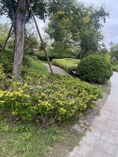 城市小径旁的绿植景观