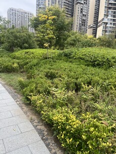 城市小径旁的繁茂绿植
