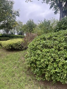 绿意盎然的户外绿植景观