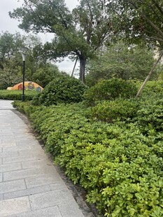 城市中的绿意小径