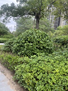 绿意盎然的城市绿植景观