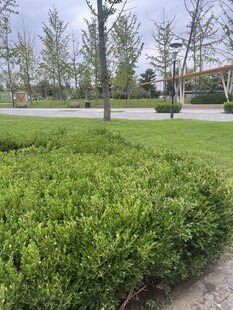 户外绿植景观