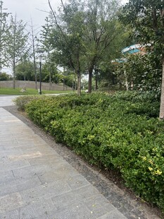 城市绿化带中的宁静小径