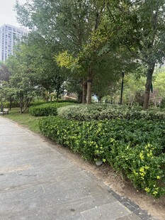 城市公园中的静谧小径