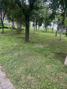 公园绿意盎然的林间草地