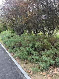 路边繁茂绿植景观