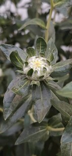 藏红花