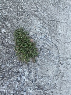 水泥地中的绿色植物