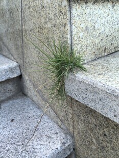 石缝中顽强生长的小草