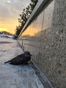 夕阳下墙边的孤独小鸟