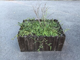 木质花箱中的蓬勃绿植