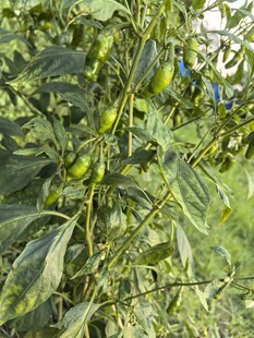 田间生长的绿色辣椒植株