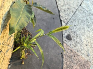 墙角生长的嫩绿植物