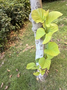 树干旁嫩绿叶片生机盎然