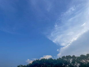 蓝天绿树间的飘逸白云