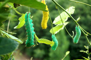 绿叶上的多彩毛毛虫