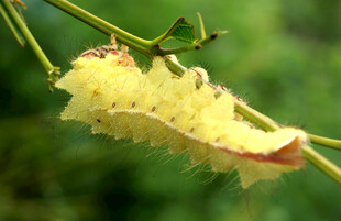 绿叶上的黄色毛毛虫